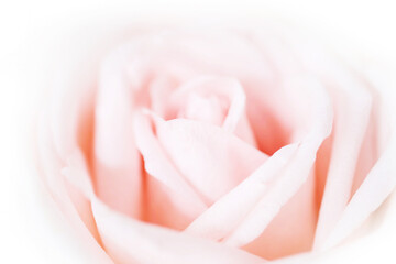 Select  focus, Pink rose on white background. For Valentines Day.