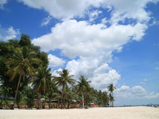 Palm trees on the beach with blue sky and clouds