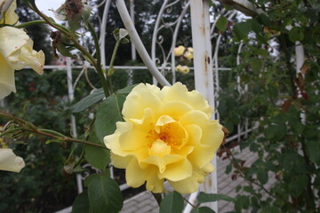 
yellow rose in the garden
