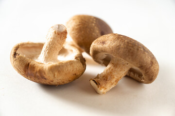 Fototapeta premium しいたけ