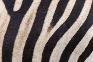 close up stripes of real zebra skin. nature wildlife animal background and texture concept. © gumpapa