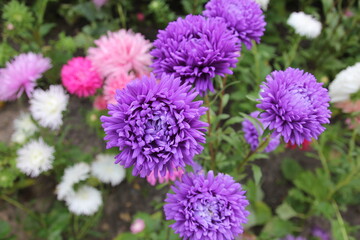 
many purple aster flowers