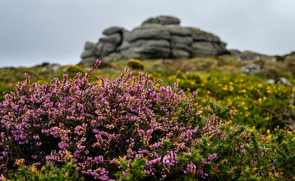 Heather And Saddle Tor