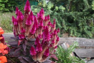 Obraz premium many purple cone-shaped flowers