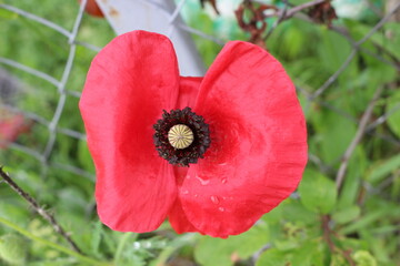 
Bright red poppy bloom on the field in summer