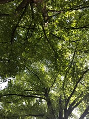 Obraz premium green oak leaves