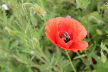
Bright red poppy bloom on the field in summer