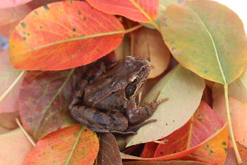 Ein Grasfrosch im Herbstlaub