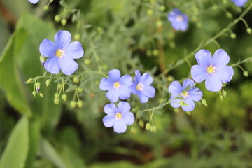 
Austrian flax blooms in a summer meadow