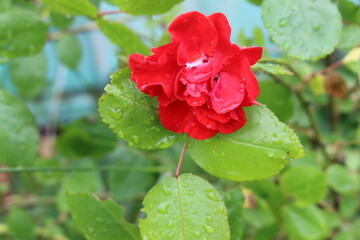 
Water droplets remain on red rose petals and leaves during summer rain