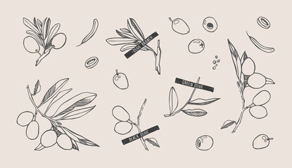 Black and green olives herbarium drawing with branches and leafs. Isolated vector illustration on beige background.