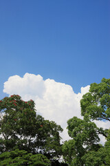 Obraz premium 入道雲と樹木