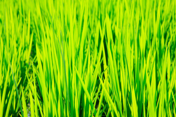 Naklejka premium 夏の田んぼ