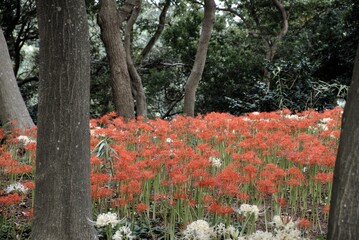 日本の秋 彼岸花 お花 植物 お彼岸 赤 綺麗 秋分の日 9月 夏見緑地