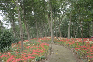 日本の秋 彼岸花 お花 植物 お彼岸 赤 綺麗 秋分の日 9月 夏見緑地