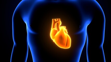 3D Illustration of Human Body Organ Heart Anatomy
