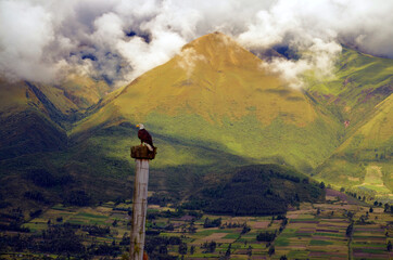 Otavalo, Ecuador - Parque Cóndor Bald Eagle