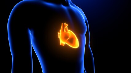 3D Illustration of Human Body Organ Heart Anatomy
