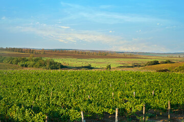 Fototapeta na wymiar Beautiful landscape with a green vineyard on the background blue sky