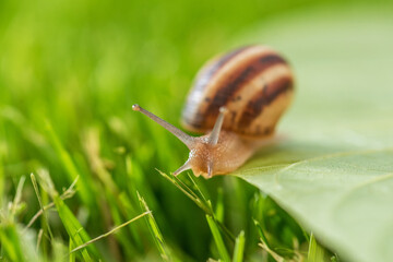 Beautiful lovely snail in grass with morning dew.