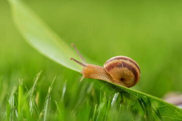 Beautiful lovely snail in grass with morning dew.