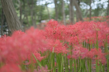 日本の秋 彼岸花 お花 植物 お彼岸 赤 綺麗 秋分の日 9月 夏見緑地