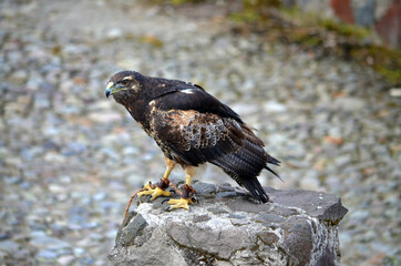 Otavalo, Ecuador - Parque Cóndor Hawk