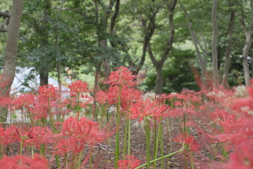日本の秋 彼岸花 お花 植物 お彼岸 赤 綺麗 秋分の日 9月 夏見緑地