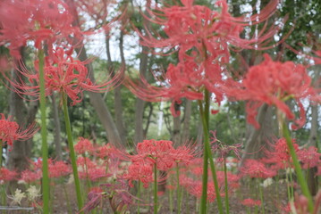 日本の秋 彼岸花 お花 植物 お彼岸 赤 綺麗 秋分の日 9月 夏見緑地
