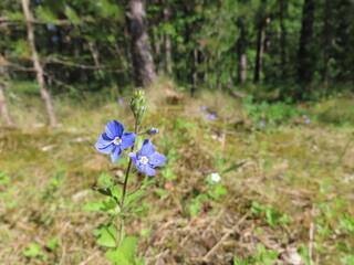 Veronica Oakwood plant