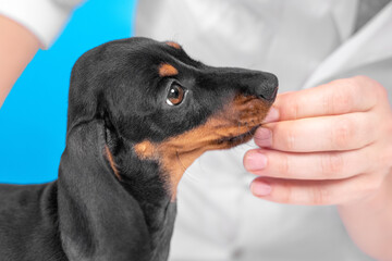 Human hand feeding cute little black and tan dachshund puppy. Adorable new pet at home concept. Bright blue background.