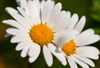 daisy flower on green background