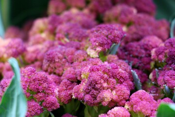 The purple cauliflower ripened in the vegetable garden in September. Cabbage harvest.