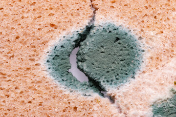 multicolored mold on rye bread on white background