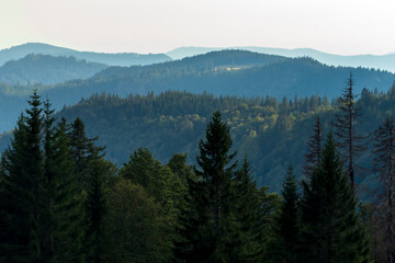 Tree covered mountains in the Black Forest of Germany near Feldberg.