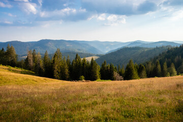 Fototapeta na wymiar Black Forest of Germany near Feldberg on a sunny summer day