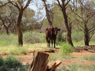 Fototapeta na wymiar young bull in the outback of Western Australia
