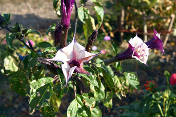 Large Datura flowers. Close up.
