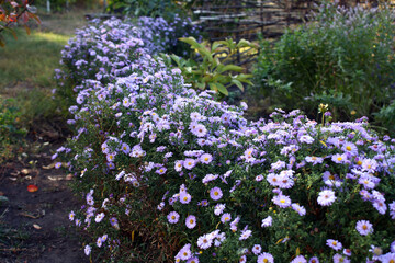 Border of perennial shrub Aster