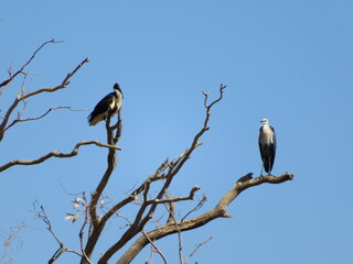 Straw necked Ibis (Threskiornis spinicollis) and White necked Heron (Ardea pacifica) standing in tree. Best of mates