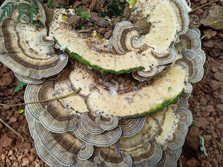 mushroom on the tree 