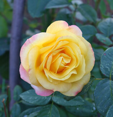 Yellow rose close-up.