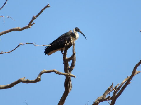 Straw Necked Ibis (Threskiornis Spinicollis)