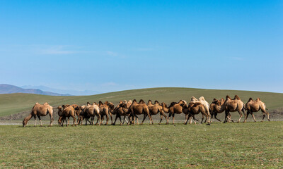 Mongolia Steppe with Camel Herd