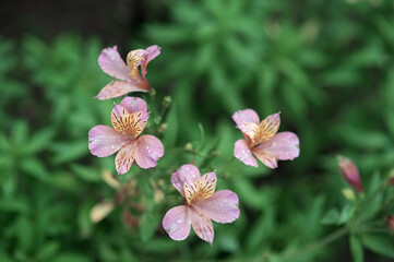 lily flowers grow in the garden