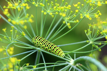 A bright green swallowtail caterpillar with orange dots. The caterpillar of the rare sailfish butterfly Papilio machaon is listed in the Red Book.