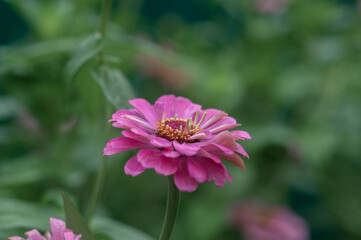 Obraz premium flowers grow in the garden