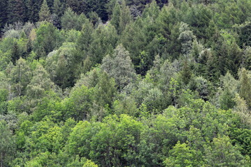 Paesaggio in montagna con colori di pini ed abeti.