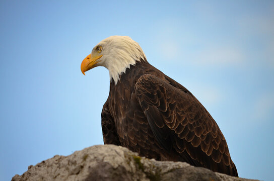 Otavalo, Ecuador - Parque C&oacute;ndor Bald Eagle