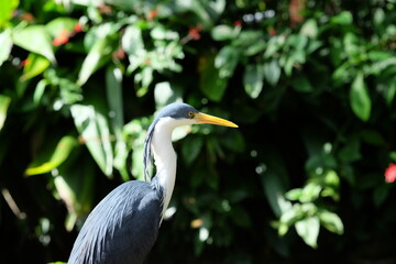 Pied Heron (Ardea piccata) can be found in coastal wetlands of Australia